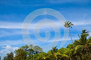 Tropical forest with palm tree on blue sky background