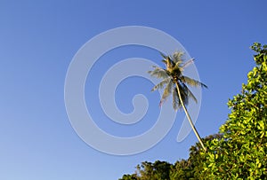 Tropical forest with palm tree on sky background. Summer vacation banner template with place for text.