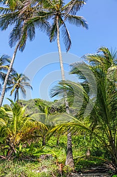 Tropical forest with palm trees in El Tayrona National Park, located in the Caribbean Region in Colombia. 34 km from the city of