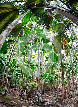 Tropical forest of palm trees, Seychelles