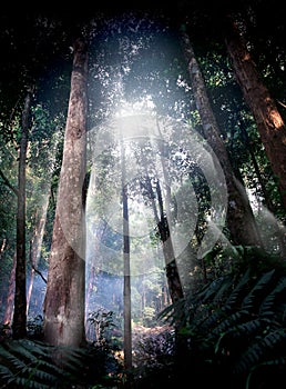 Tropicale foresta la strada 