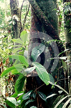 Tropical Forest Plants Peruvian Jungle photo