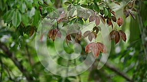 Tropical forest in rainy season