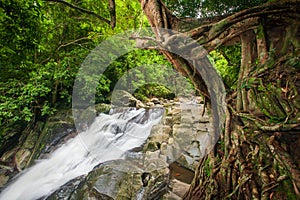 Tropical forest in rainy season, ancient banyan tree with moss and lichen foreground, waterfall background. Rainy season. Pala-U