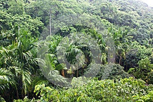 Tropicale foresta 