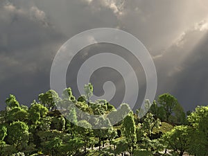 Tropical forest with rays of light