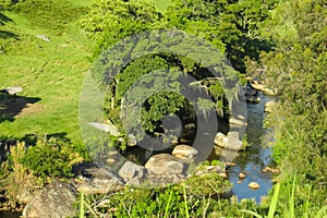 Tropical forest and river