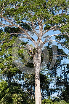 Tropical forest on the Sandoval lake. Tambopata, Peru