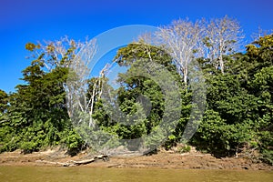 Tropical forest on the Sandoval lake. Tambopata, Peru