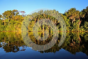 Tropical forest on the Sandoval lake. Tambopata, Peru