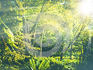 Tropical forest in Thailand Asia with morning sun flare. Sunray through forest