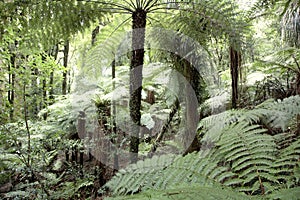 Tropical forest vegetation