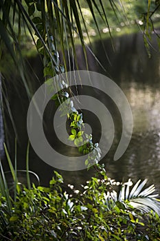 Tropical forest view photo