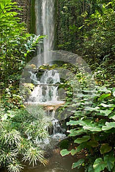 Tropical Forest Waterfall