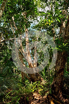 Tropical forest in Zanzibar