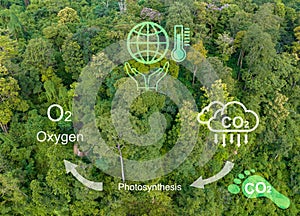 Tropical forests absorbing carbon dioxide and change to Oxygen