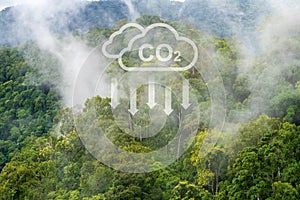 Tropical forests can absorb large amounts of carbon dioxide from the atmosphere