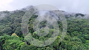 Tropical forests can absorb large amounts of carbon dioxide from the atmosphere.