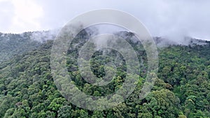 Tropical forests can absorb large amounts of carbon dioxide from the atmosphere