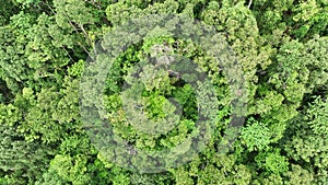 Tropical forests can absorb large amounts of carbon dioxide from the atmosphere