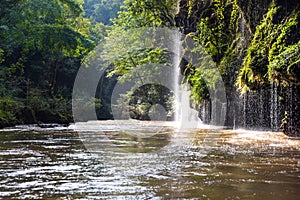 Tropical forests can absorb large amounts of carbon dioxide from the atmosphere