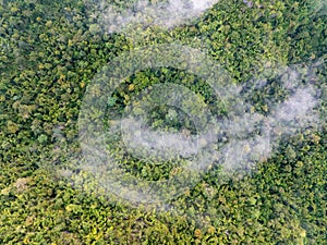 Tropical forests can absorb large amounts of carbon dioxide from the atmosphere