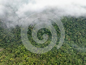 Tropical forests can absorb large amounts of carbon dioxide from the atmosphere