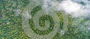 Tropical forests can absorb large amounts of carbon dioxide from the atmosphere photo