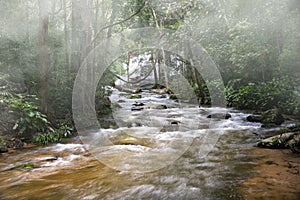 Tropical forests can absorb large amounts of carbon dioxide from the atmosphere through photosynthesis.