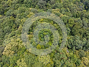 Tropicale foreste capace il grande importi da carbonio biossido atmosfera. ambiente domanda 