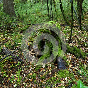 Tropical forests, moss on tree roots