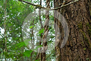 Tropical forests on the northern mountains of Thailand. Trees and plants in dense forests. Fresh spring forest in the sun