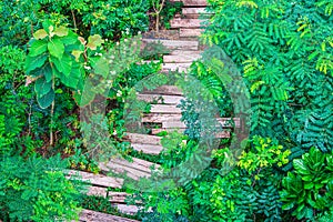 Tropical forsest with recycled wooden railway sleepers used to make the pathway in green garden, Top view