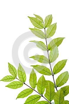 Tropical fragrant leaves (Wrightia religiosa Benth) isolate on w