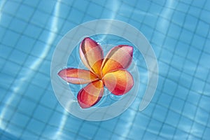 Tropical frangipani floating in blue pool