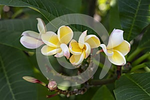 Tropical frangipani flowers in a cluster surrounded by its own lush leaves