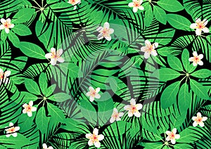Tropical frangipani flowers on green leaves