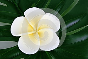 tropical Frangipani Jepun flower background