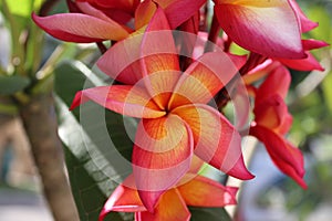 Tropical Frangipani or plumeria with exotic  multi  colour petals closeup
