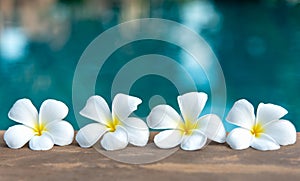 Tropical frangipani white flower near the swimming pool, flower spa