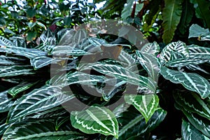 Tropical fresh green leaves background