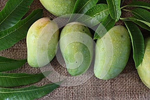 Tropical fresh green mangoes and green leaves with drop of water