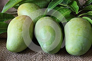Tropical fresh green mangoes and green leaves with drop of water