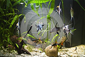 Tropical Freshwater Aquarium