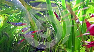 Tropical freshwater aquarium with fish and plants.