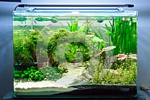 Tropical freshwater fish tank