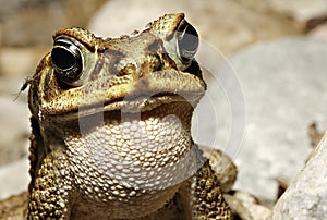 Tropical frog bitten by mosquito rainforest jungle