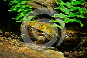 Tropical frog, Dyscophus guineti