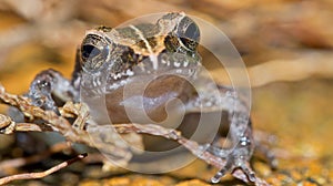 Tropical Frog, Marino Ballena National Park, Costa Rica