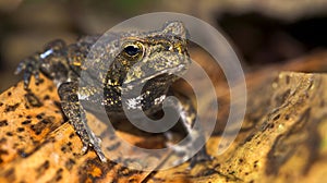 Tropical Frog, Marino Ballena National Park, Costa Rica